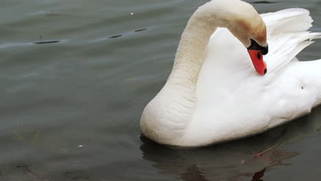 disparo en cámara lenta de un cisne nadando en un pequeño cuerpo de agua, limpiándose y buscando comida