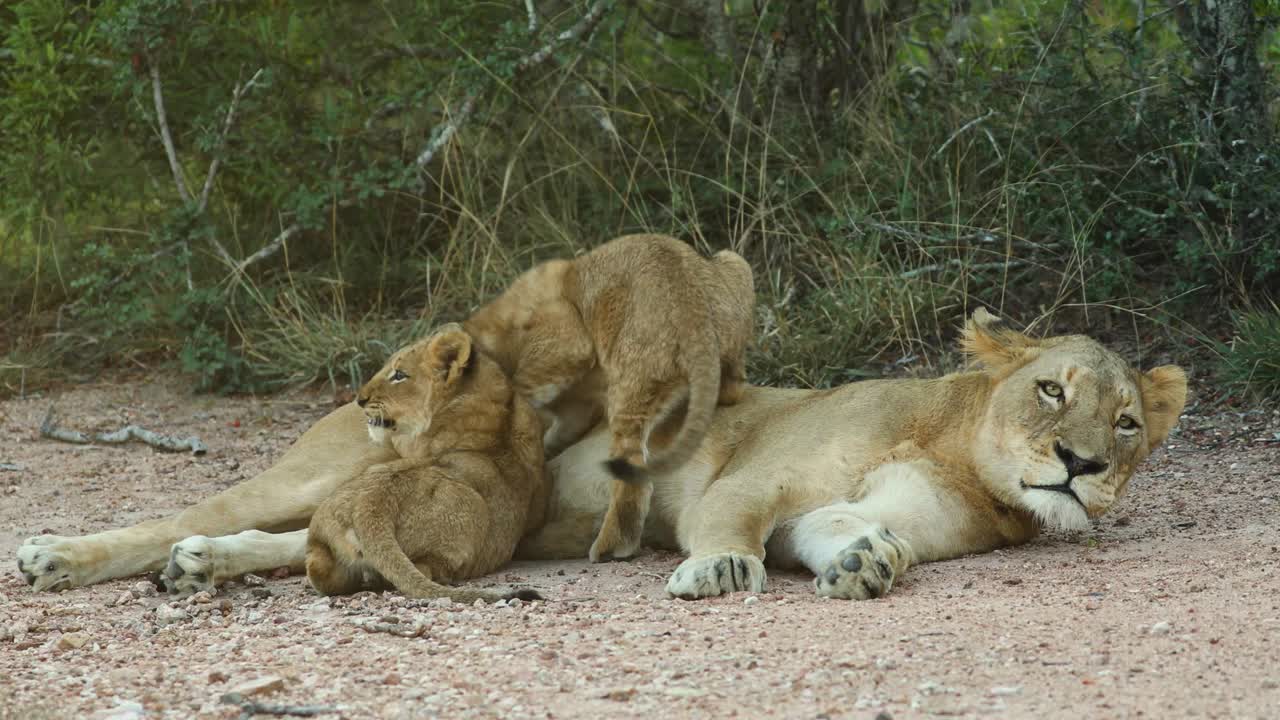 brede opname van twee schattige leeuwenwelpen die bij hun moeder, grotere kruger, zogen