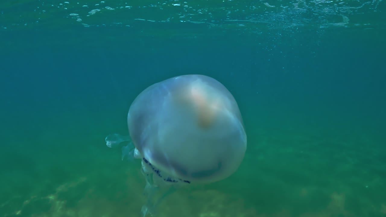 Medusa Rhizostoma pulmo isolata che nuota nel mare Adriatico verso la superficie dell'acqua.