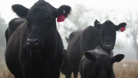 Vacas-Novillas-Y-Terneros-Jóvenes-En-Pastos-Fríos-De-Robles-Temprano-En-La-Mañana