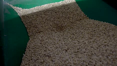 grains falling into a milling machine. whole farming grains being crushed for processing.