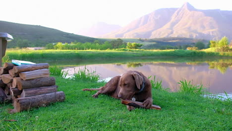perro labrador marrón chocolate masticando un tronco en un entorno agrícola