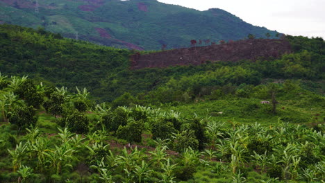 plantación de plátanos que cubre campos y colinas en ambiente tropical