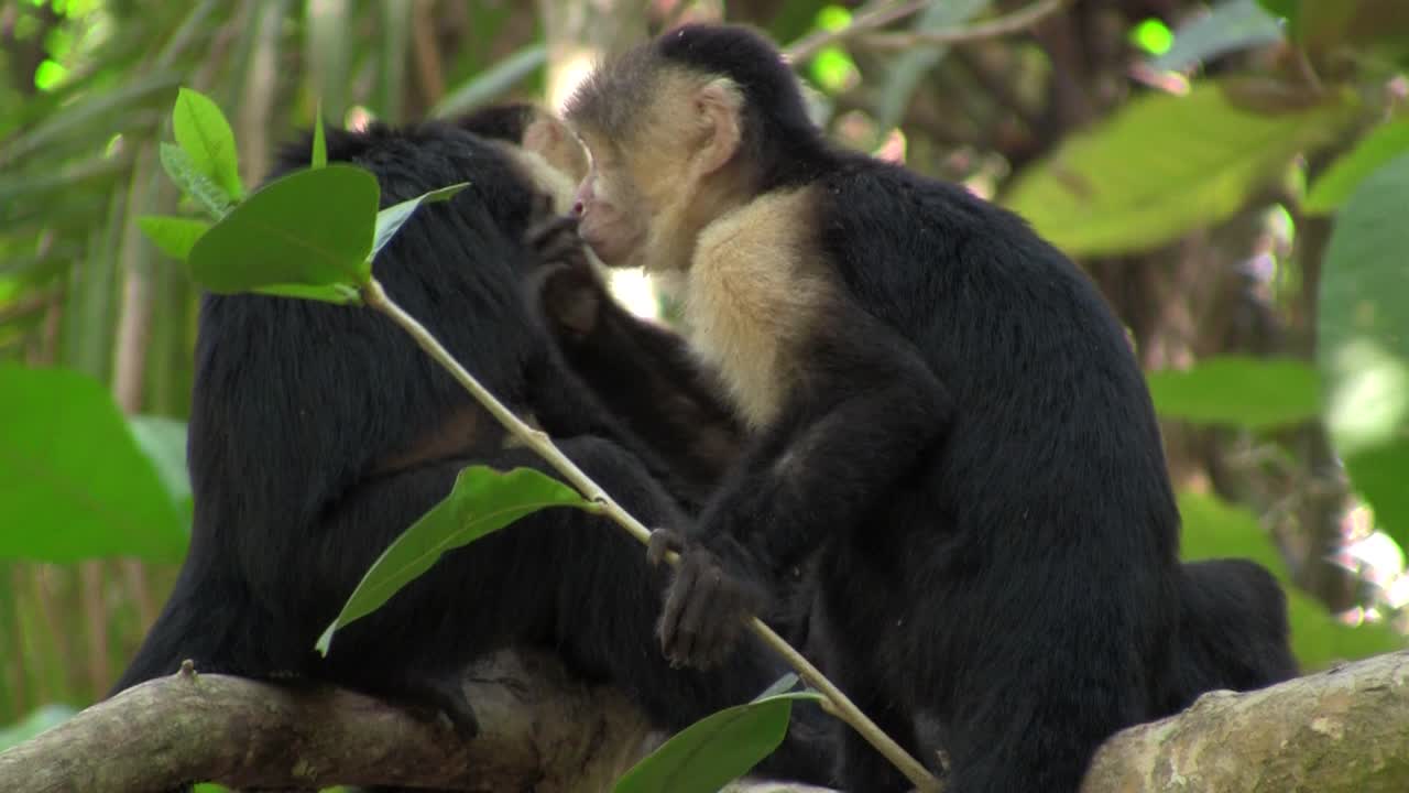 белолицые обезьяны капуцины играют на пальме в коста-рике 1