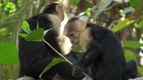 Weißgesichtige-Kapuzineraffen-Spielen-In-Einer-Palme-In-Costa-Rica-1