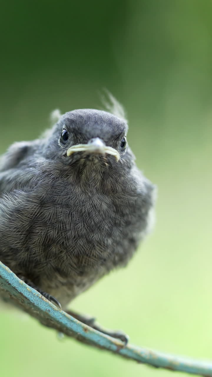 Piccolo bellissimo uccello posato sulla recinzione, animali e natura. Video verticale.
