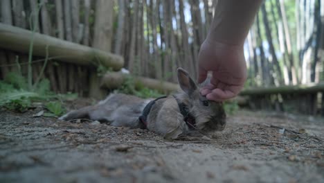 Lying-rabbit-on-the-ground-is-being-petted