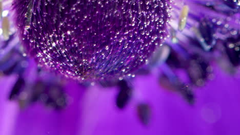 close-up of a purple anemone flower