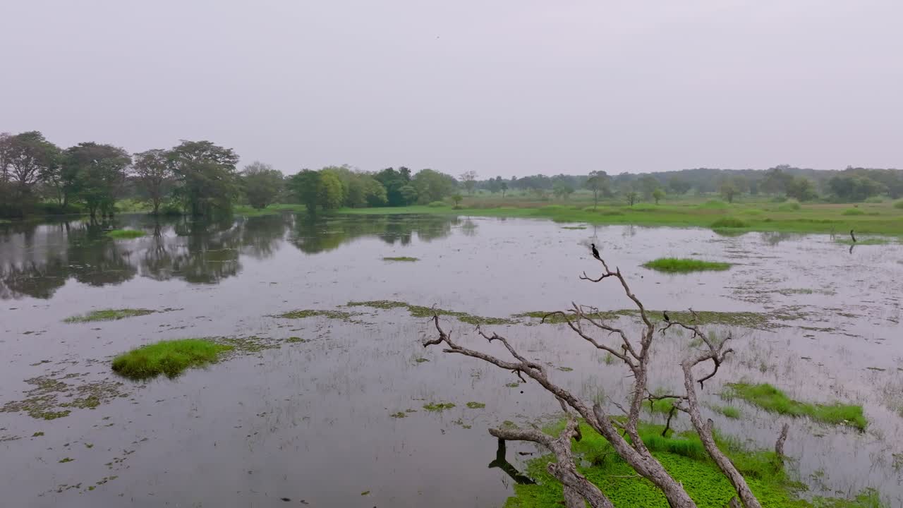 Pan left drone shot over wetland area with trees and water reflections under cloudy light