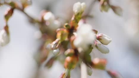 Macro-close-up-rack-focus-onto-a-budding-cherry-blossom