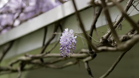 purple blossoming flowers hanging on barren branch, close up