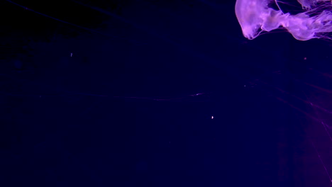 medusas de llama nadando en el tanque con fondo negro