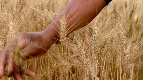 wheat field ready to be harvested with golden sunlight stock footage