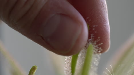 Human-fingers-touching-sundew-leaf