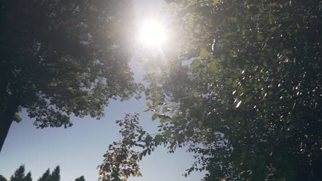 sun shining through trees at a lake in the white mountains of new hampshire