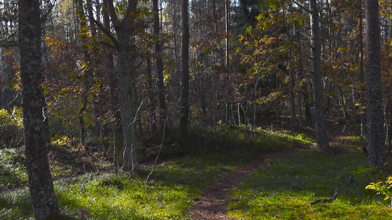 La telecamera si muove orizzontalmente attraverso la foresta dai colori autunnali in 4K, sentieri escursionistici si diramano dalla foresta e il sole splende attraverso gli alberi lasciando macchie calde sul verde sottobosco a Nõmme, Estonia.
