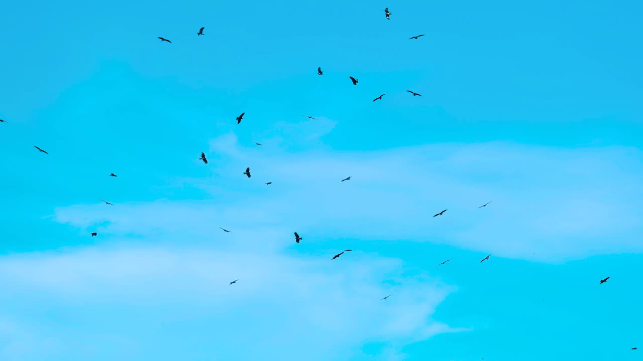 쓰레기 매립지 위를 날아다니는 독수리 새 - 파란 하늘을 향한 새 - 낮은 각도 촬영