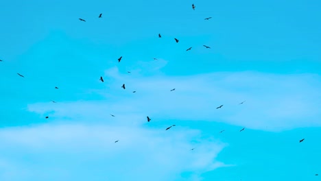 Pájaros-águila-Volando-Sobre-Vertederos---Pájaros-Contra-El-Cielo-Azul---Tiro-De-ángulo-Bajo