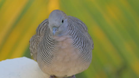 zebra dove on mauritius island