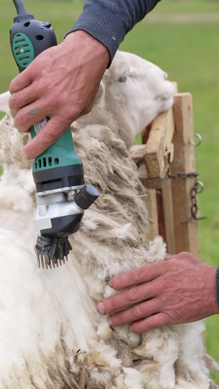 Farmer cutting wool on a sheep. Process of shearing wool sheep with an electric machine outdoors. Cute sheep becomes white after shearing wool. Vertical video