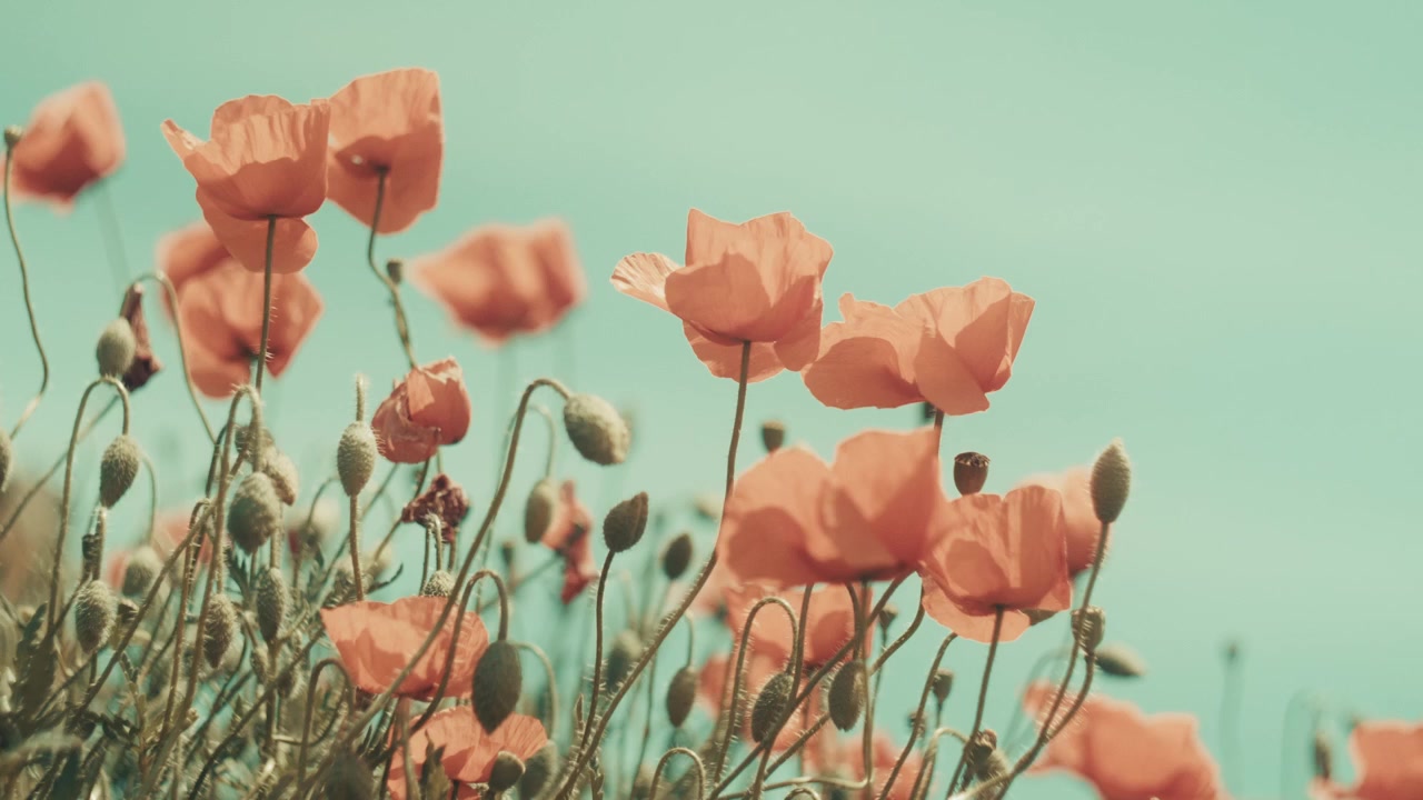 Horizontal low angle shot of red wild flowers swaying in slow motion against a bright blue sky. Dreamy vintage film aesthetic with soft sunlight, perfect for summer nature and wellness