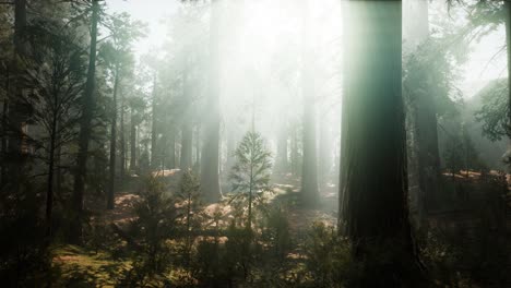 Sequoia-National-Park-under-the-fog-mist-clouds