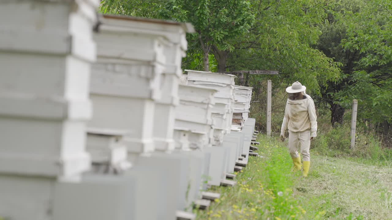 las colmenas de abejas melíferas.