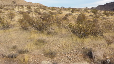 Borrego-Cimarrón-En-El-Valle-Natural-De-Nevada-Del-Desierto-De-Fuego,-Imágenes-Aéreas-De-La-Vida-Silvestre