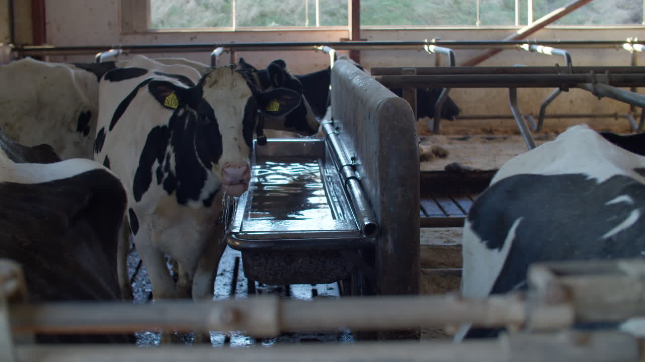 Dairy Industry - Cow Milking Facility