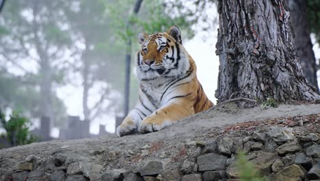 Majestätischer-Tiger,-Der-An-Einem-Nebligen-Tag-Auf-Dem-Waldboden-Neben-Einem-Großen-Baum-Liegt