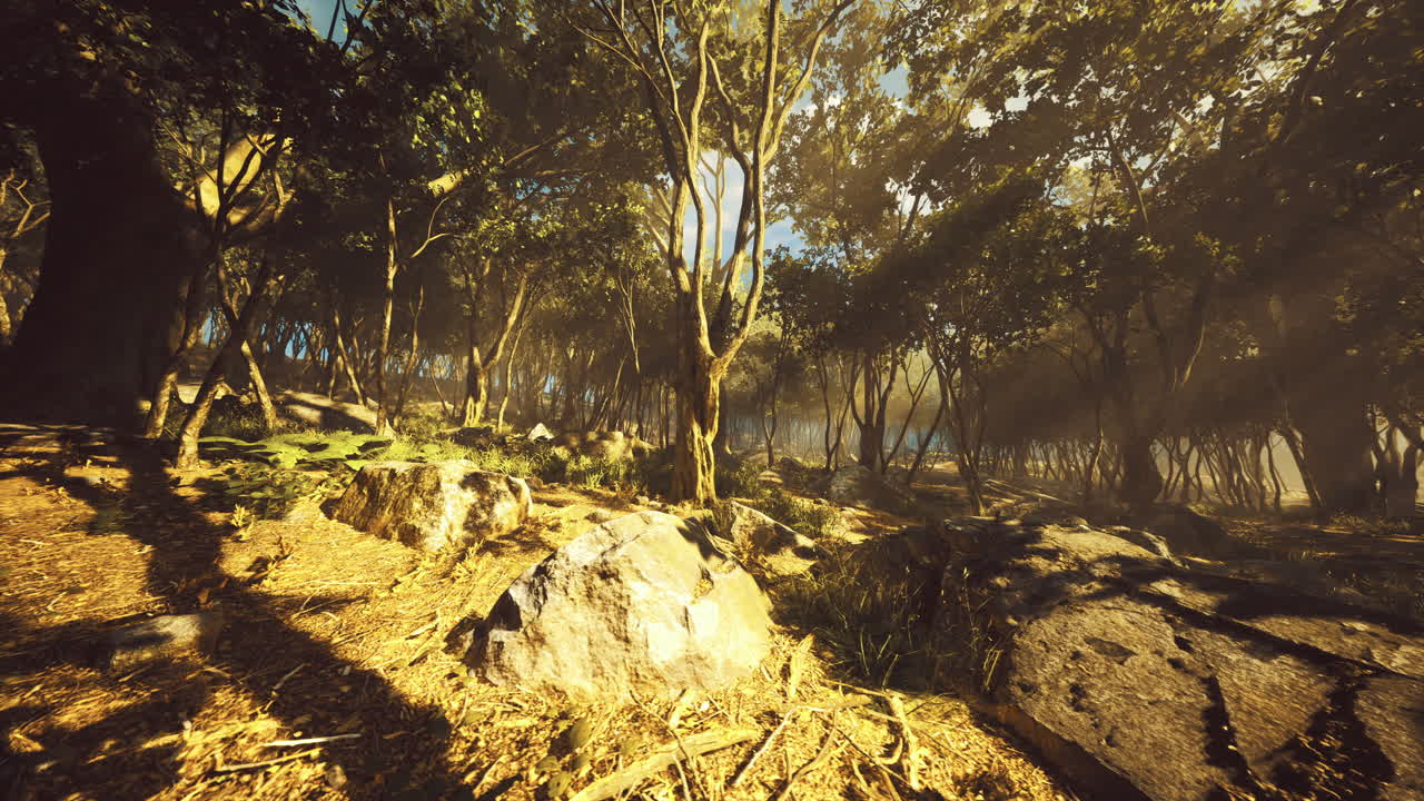 Sunlight filters through a dense forest revealing a serene natural landscape