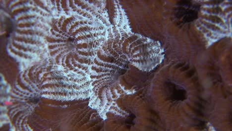 brain coral brown and white super close up macro underwater shot