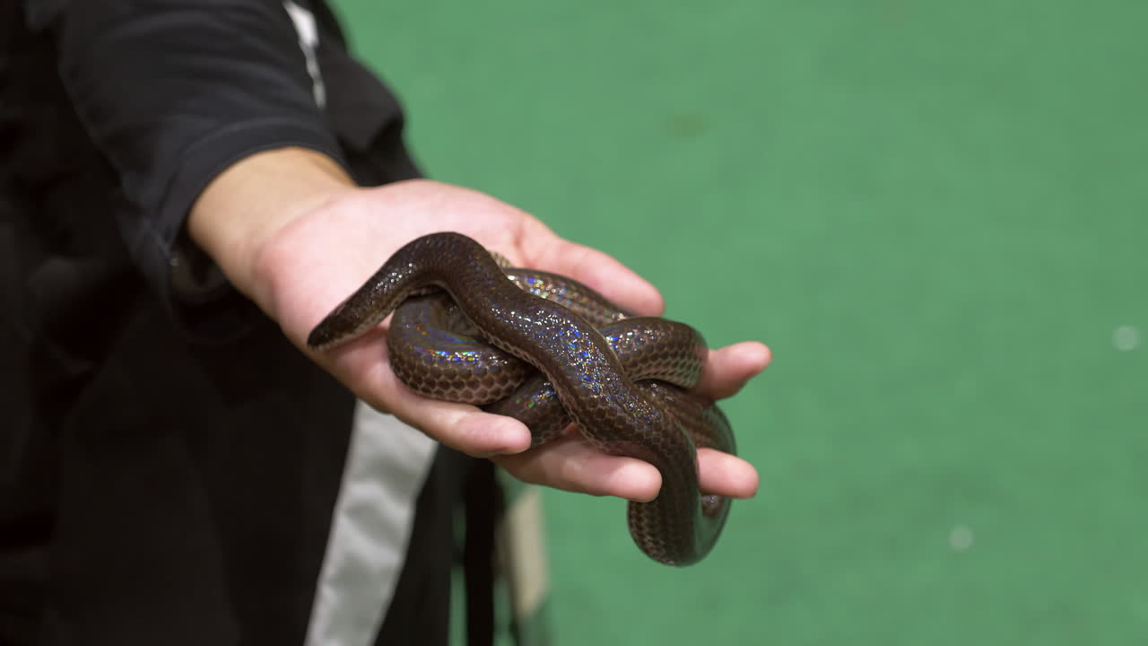 Coiled in it handler's hand, a white-bellied rat snake Ptyas fusca is displayed inside a zoo in Bangkok, Thailand