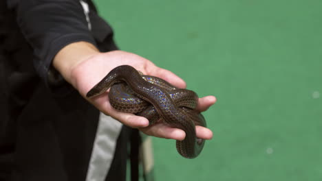 Coiled-in-it-handler's-hand,-a-white-bellied-rat-snake-Ptyas-fusca-is-displayed-inside-a-zoo-in-Bangkok,-Thailand