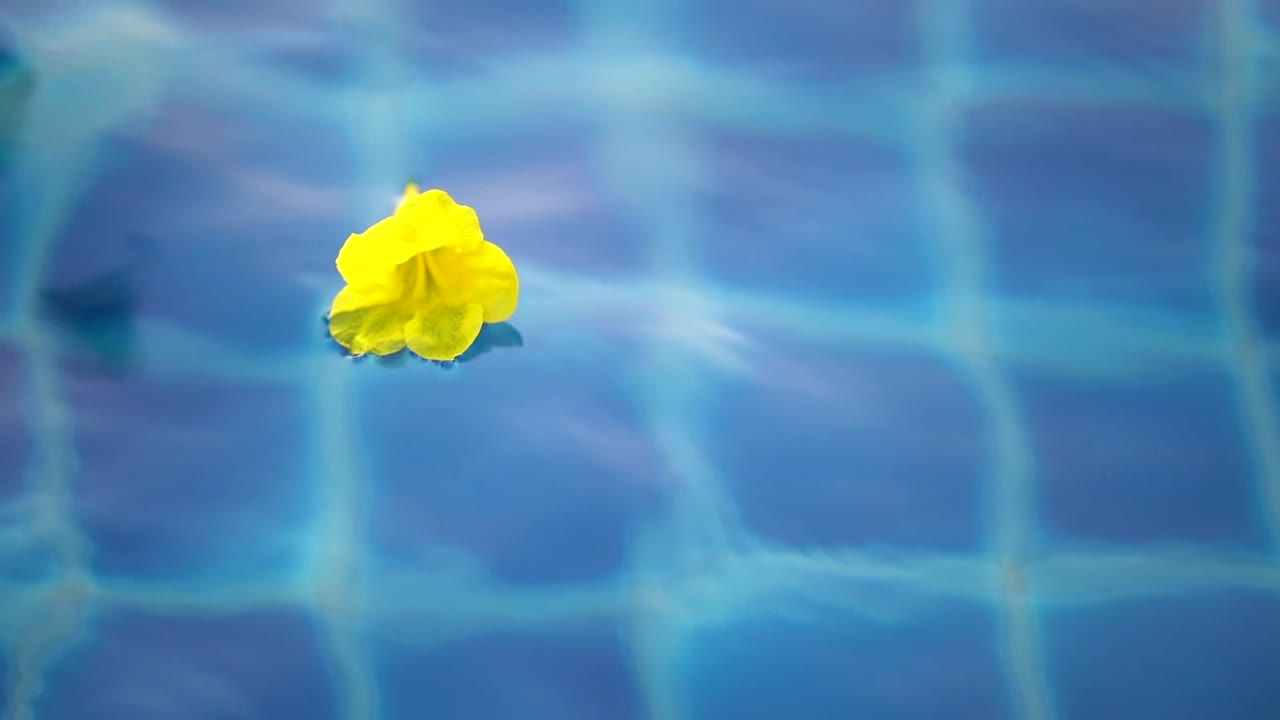 Yellow flower floating in the pool 45 degree  in slow motion.
