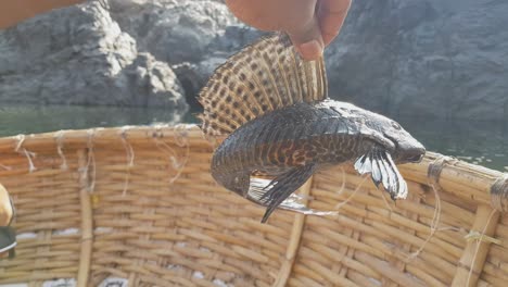 a person holding a black live fish by the fins with the river in the background