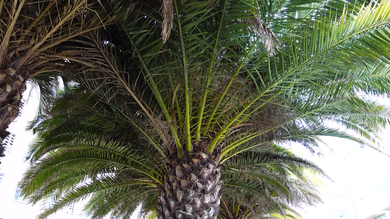 Riprese di palme. Riprese in movimento.