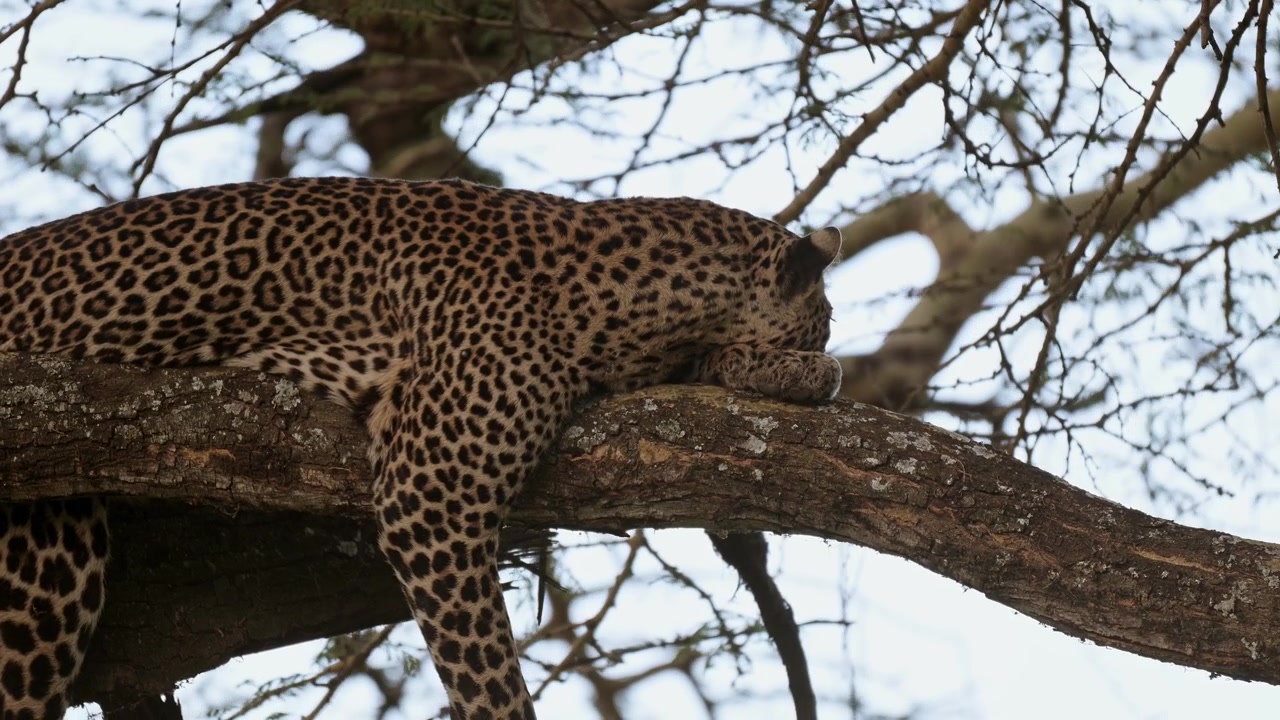 Gros plan d'un léopard allongé sur une branche d'arbre dans une forêt, animaux de safari africain, prédateur lors d'un safari faunique au Kenya