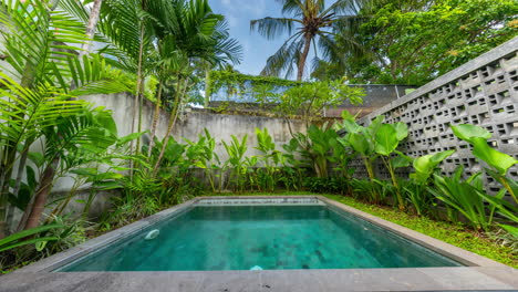 a small luxury swimming pool in a tropical garden