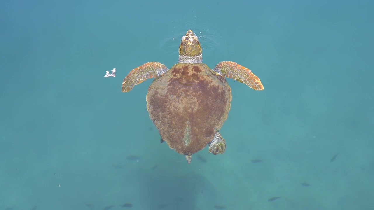 Loggerhead Sea Turtle Swimming in Clear Blue Ocean Water