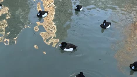 a group of ducks gracefully swim across a pond, reflecting the surrounding scenery.