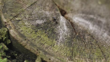 an ant moving in slow motion across a stump