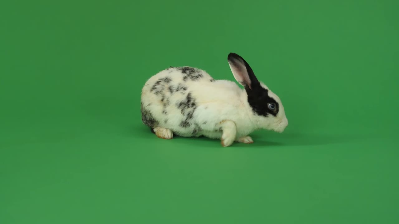 Spotted Rabbit on Green Screen