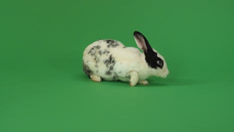 spotted rabbit on green screen