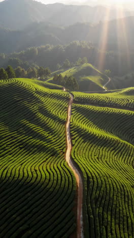 serene tea plantation landscape