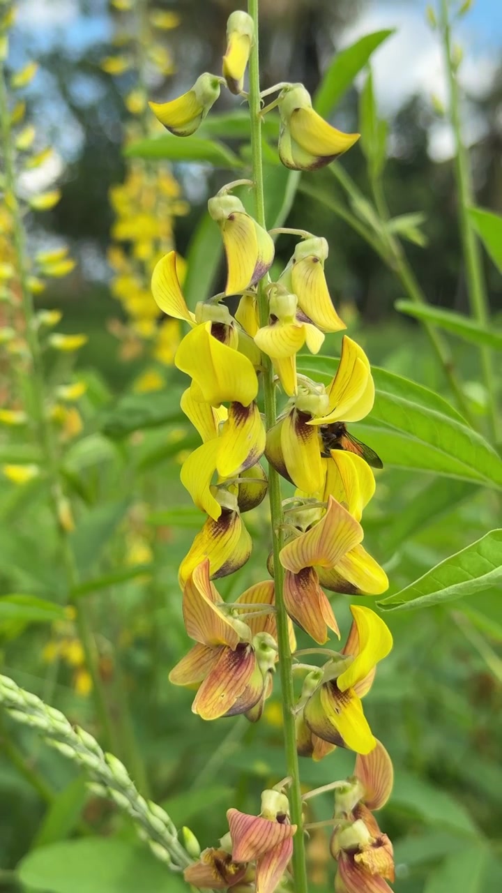 Close-up of a Bee Pollinating Vibrant Yellow Flowers