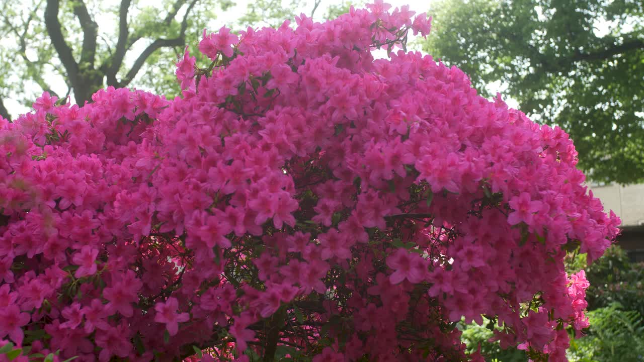 Magenta flower stock bush in park.
