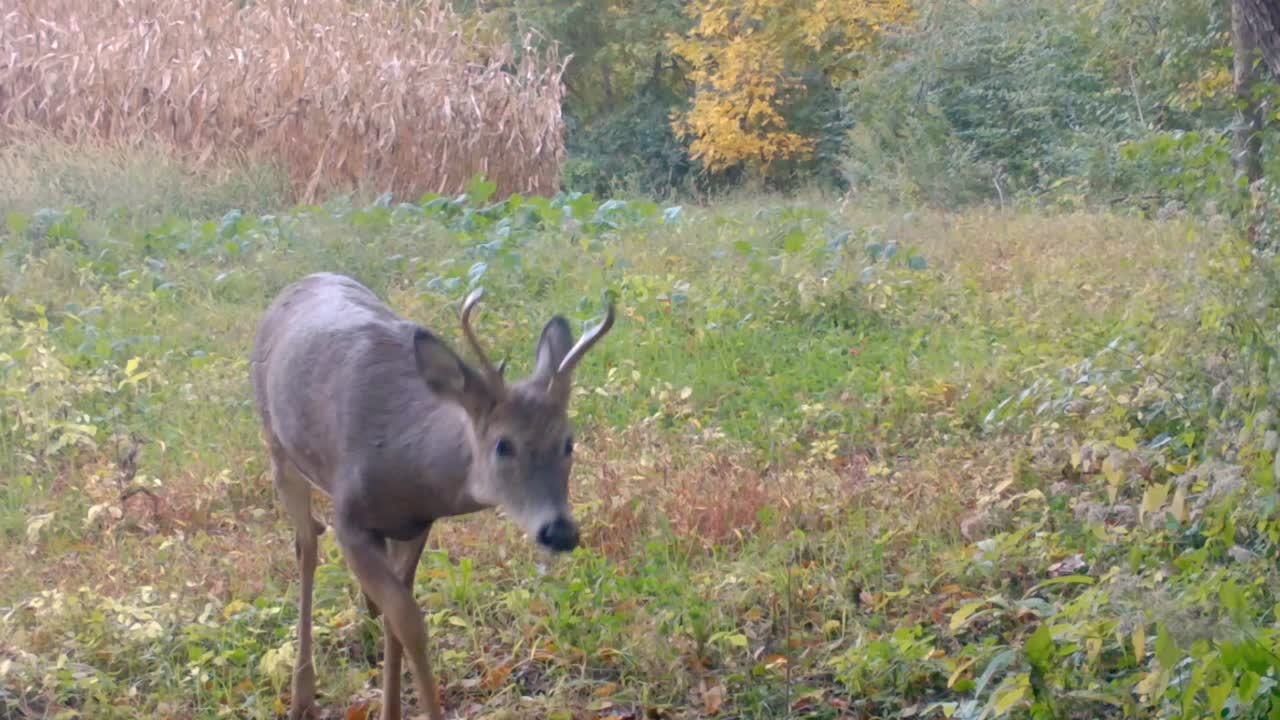 Six point whitetail buck cautiously approaches the game camera on the edge of a food plot near a corn field