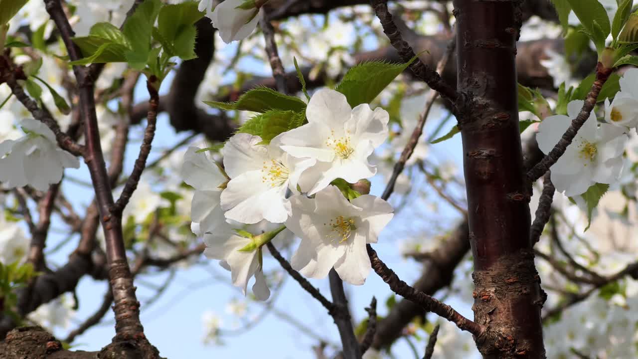 Blossoming cherry flowers in Tokyo with soft, warm sunlight and fresh greenery