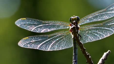 dragonfly on a branch